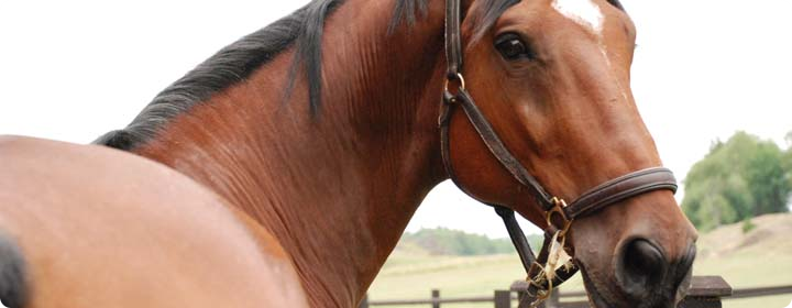 Stora och sn&auml;lla h&auml;sten Accept